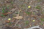 Carolina frostweed